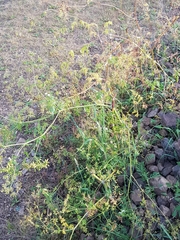 Sphallerocarpus gracilis