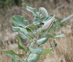 Asclepias speciosa