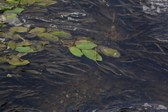 Potamogeton amplifolius