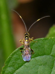 Cratichneumon