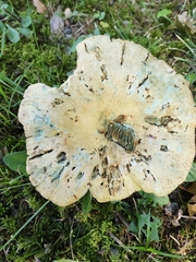 Lactarius chelidonium