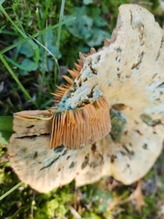 Lactarius chelidonium