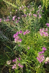 Saussurea salicifolia