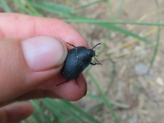 Eusattus reticulatus