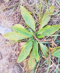 Plantago depressa