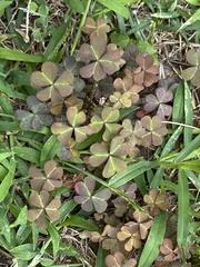 Oxalis