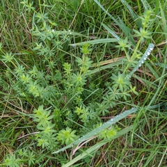 Galium