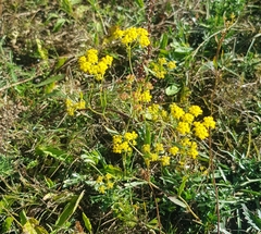 Bupleurum scorzonerifolium