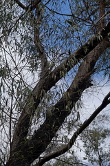 Eucalyptus radiata radiata