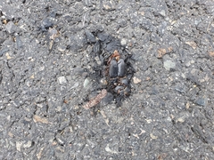 Serrognathus titanus castanicolor