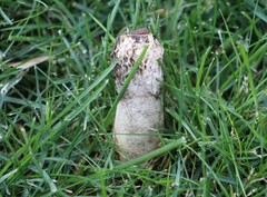 Phallus hadriani