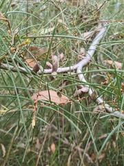 Hakea ulicina