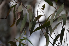 Eucalyptus radiata radiata