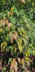 Ulmus davidiana