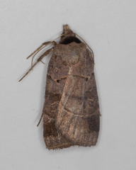 Agnorisma badinodis