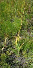 Iris dichotoma