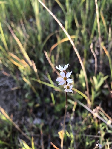 iNaturalist observation photo of San Francisco woodland-star