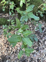 Quercus ilex