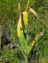 Iris dichotoma