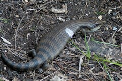 Tiliqua scincoides