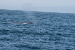 Balaenoptera musculus