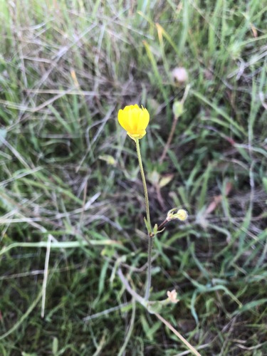 iNaturalist observation photo of buttercups