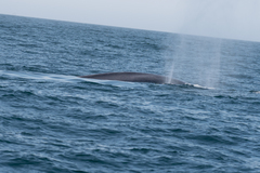 Balaenoptera musculus