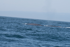 Balaenoptera musculus