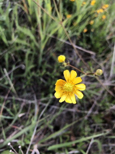 iNaturalist observation photo of buttercups