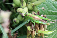 Melanoplus bivittatus