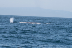 Balaenoptera musculus