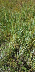Leymus chinensis