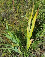 Iris dichotoma