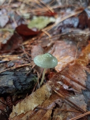 Mycena subcaerulea