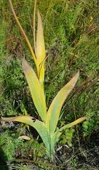 Iris dichotoma