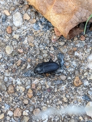 Asiopus minimus