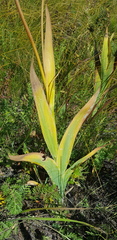 Iris dichotoma