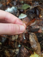 Mycena subcaerulea