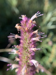 Agastache urticifolia