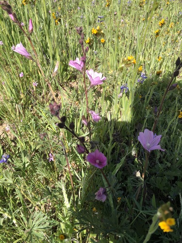 iNaturalist observation photo of checkerbloom
