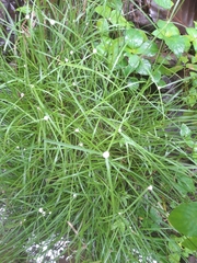 Cyperus mindorensis