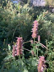 Agastache urticifolia