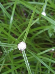 Cyperus mindorensis