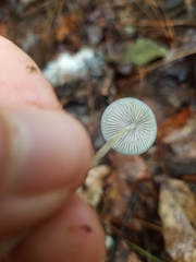 Mycena subcaerulea