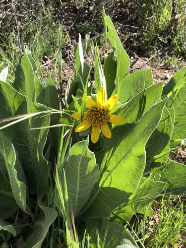 iNaturalist observation photo of Gray Mule-Ears