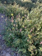 Agastache urticifolia