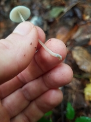 Mycena subcaerulea