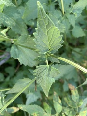 Agastache urticifolia