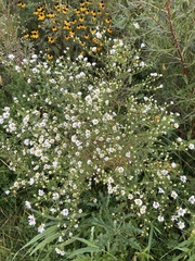 Symphyotrichum pilosum