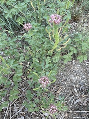 Polanisia dodecandra riograndensis